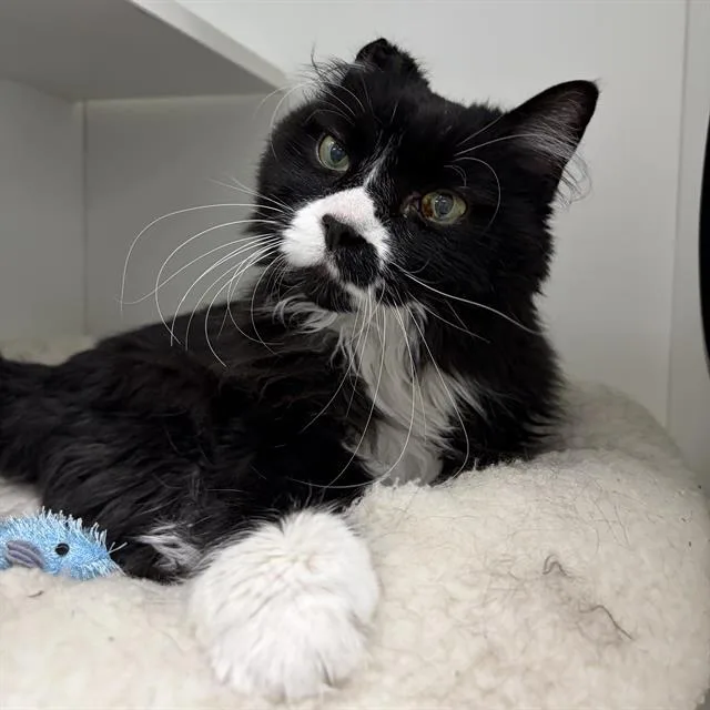 A senior small-sized male Domestic Medium Hair cat named Chino for adoption in Centerville, MA