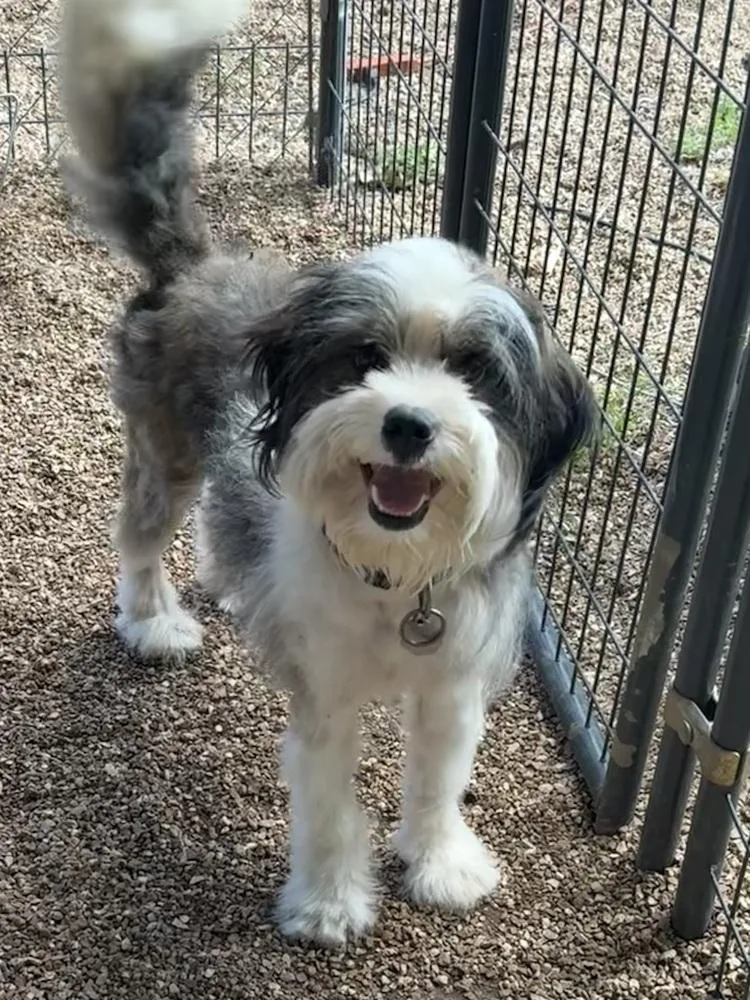 A young medium-sized male Bearded Collie dog named Jac for adoption in Bolivar, MO