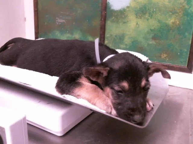 A baby small-sized male German Shepherd Dog dog named Lucien for adoption in Houston, TX