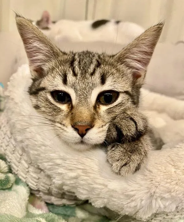 A baby small-sized male Domestic Short Hair cat named Cookie for adoption in Vallejo, CA