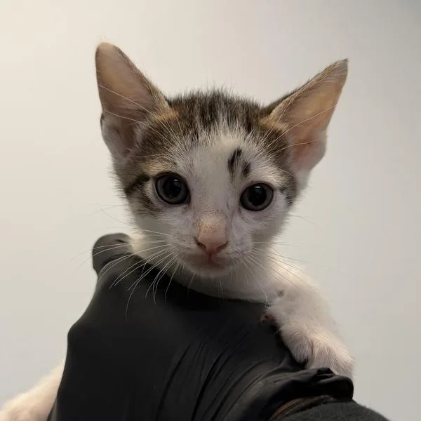 A baby small-sized male Domestic Short Hair cat named Stephen for adoption in Escondido, CA