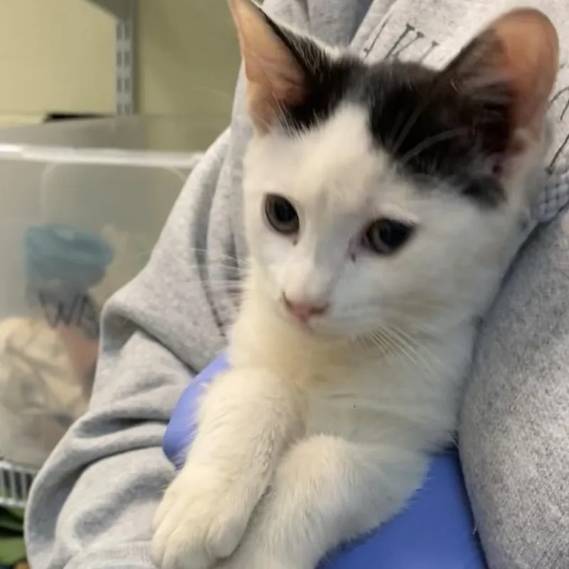 A baby small-sized male Black Domestic Short Hair cat named Scaredy Bat for adoption in Charlottesville, VA