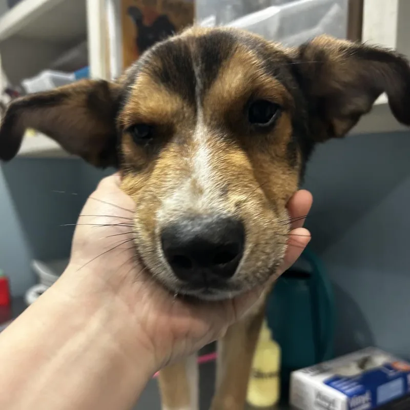 A baby medium-sized male Brown / Chocolate Mixed Breed dog named Udon for adoption in Chattanooga, TN