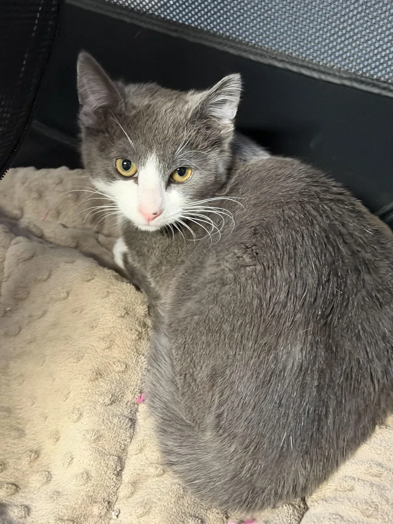 Spaghetti thumbnail 2