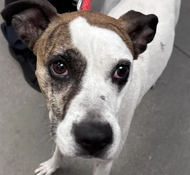 An adult large-sized female Boxer dog named Heaven for adoption in Tucson, AZ