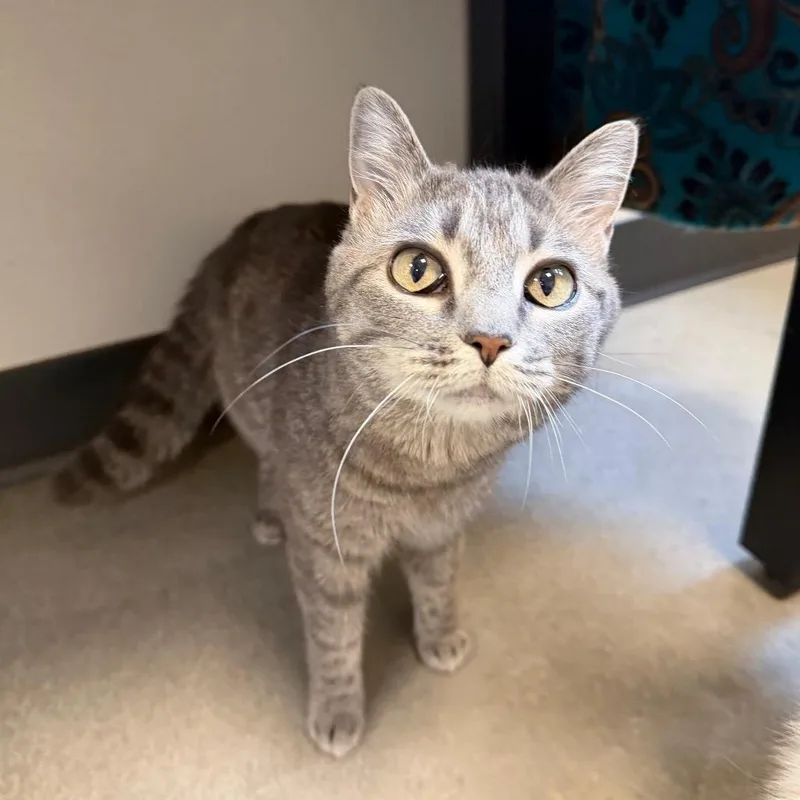 An adult medium-sized female Gray / Blue / Silver Domestic Short Hair cat named Mouse for adoption in Cody, WY
