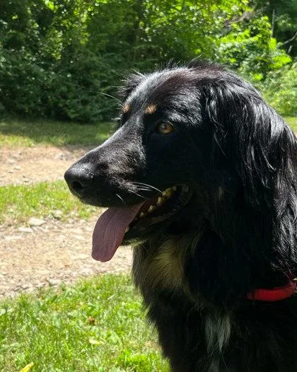 An adult medium-sized male Australian Shepherd dog named Cooper for adoption in Elmira, NY