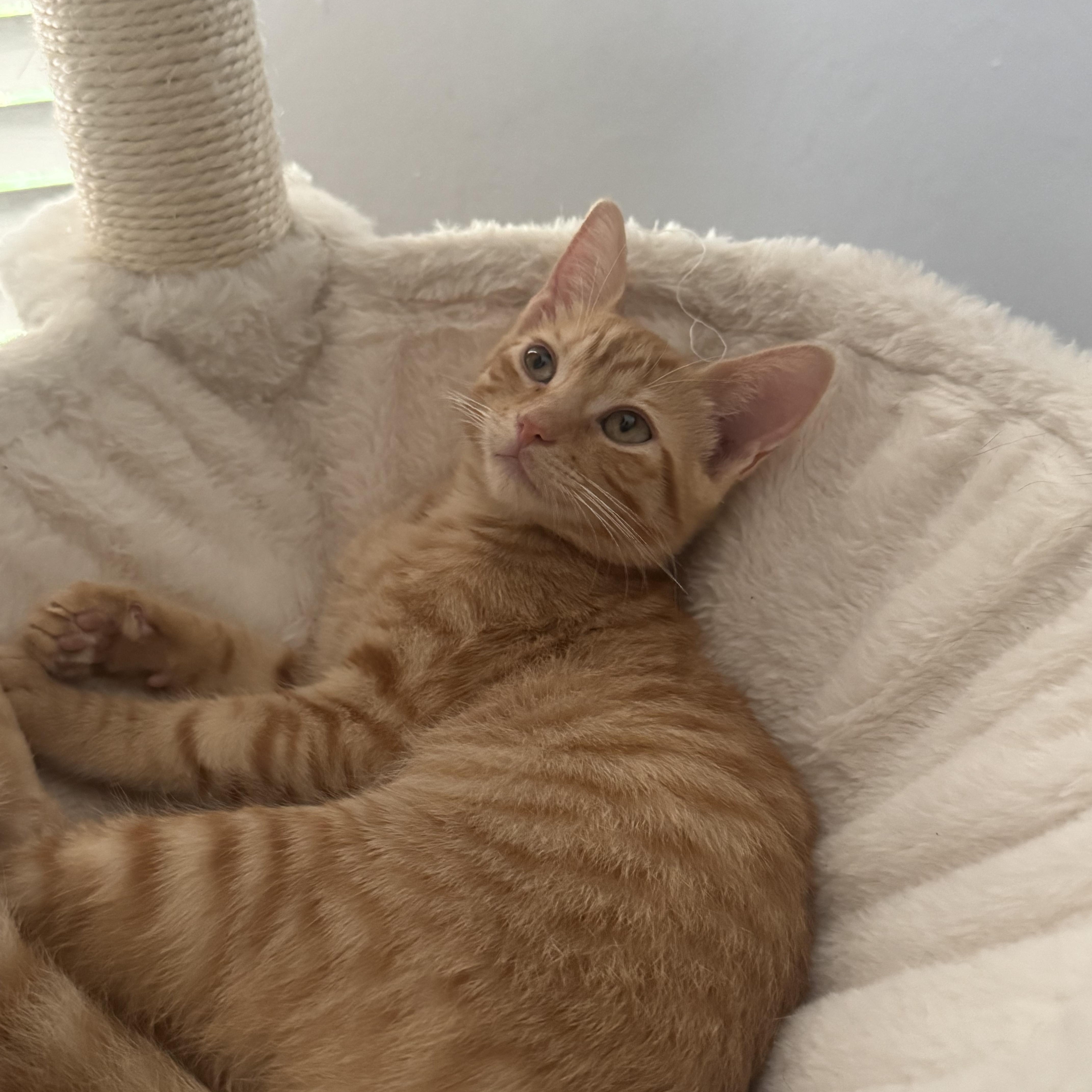 A baby small-sized female Orange & White Domestic Short Hair cat named Venus for adoption in Delray Beach, FL