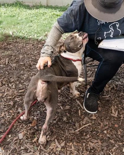 An adult large-sized female Mixed Breed dog named Terrin for adoption in Chamblee, GA