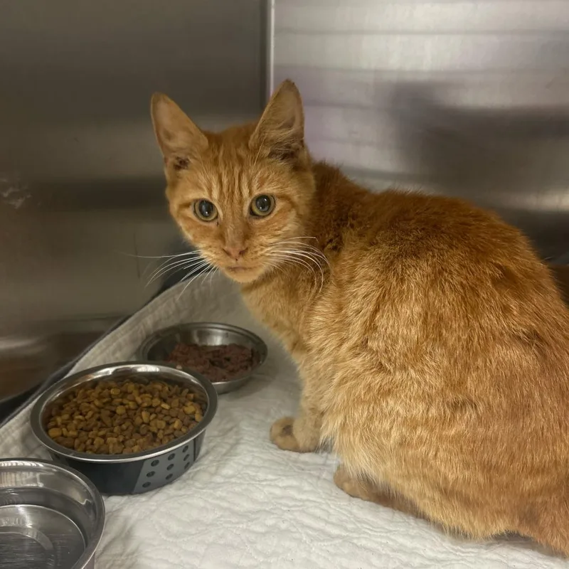 A senior medium-sized female Orange / Red Domestic Short Hair cat named Honey for adoption in Lewisburg, WV