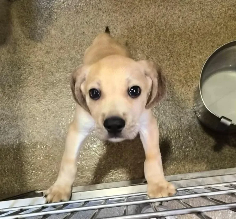 A baby small-sized male Mixed Breed dog named Soph for adoption in Rome, GA