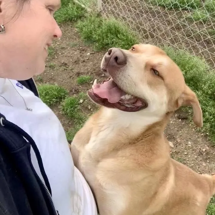 A senior large-sized male Apricot / Beige Mixed Breed dog named Damon for adoption in Tunica, MS