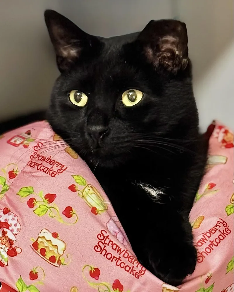 An adult medium-sized male Black American Shorthair cat named Wilder for adoption in Bronx, NY