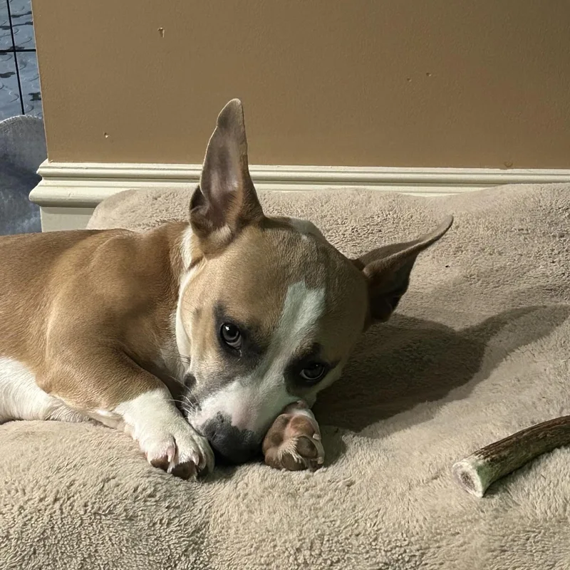 A baby medium-sized male Corgi dog named Slinky for adoption in Oxford, MI