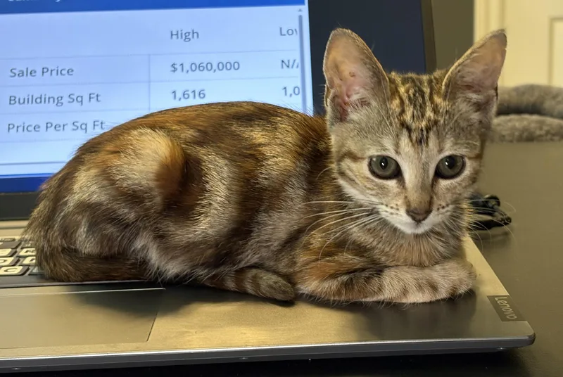 A baby small-sized female Tabby (Brown / Chocolate) Bengal cat named Millie & Ginsberg for adoption in Yorba Linda, CA