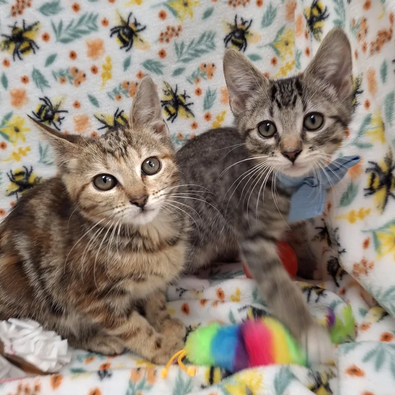 Millie & Ginsberg thumbnail 4