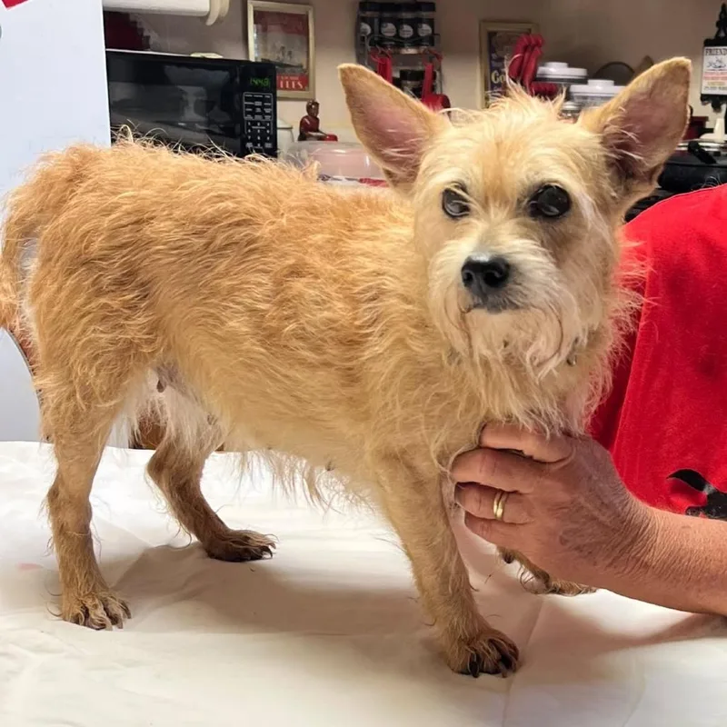 A senior small-sized female Yellow / Tan / Blond / Fawn Mixed Breed dog named Rosie for adoption in Alexandria, VA