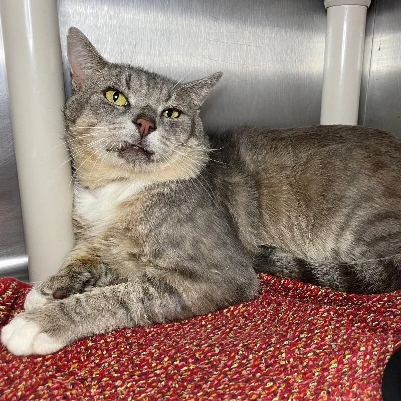 A senior medium-sized male Domestic Short Hair cat named Sinon for adoption in Roanoke, VA