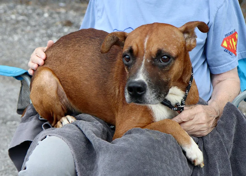 A young medium-sized male Tricolor (Brown, Black, & White) Terrier dog named Rupert for adoption in Kansas City, KS