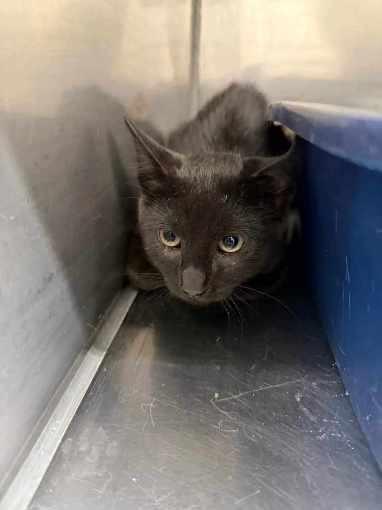A baby small-sized male Domestic Short Hair cat named Tomahawk for adoption in Glenfield, NY