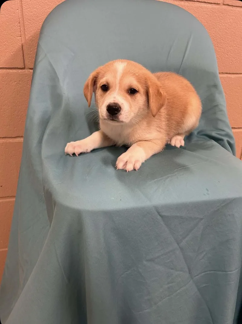 A baby medium-sized male Cattle Dog dog named Cosmo for adoption in Bothell, WA