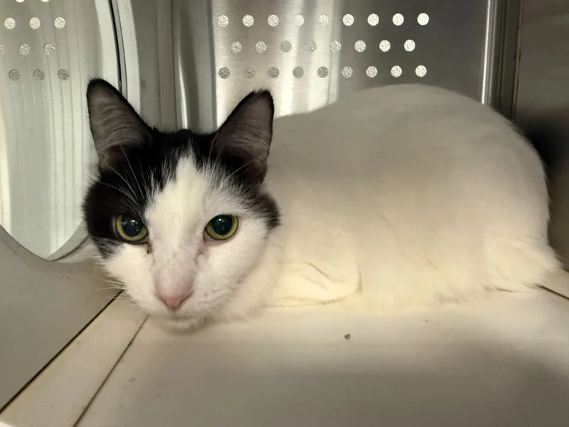 A senior medium-sized male Black & White / Tuxedo Tuxedo cat named Loki for adoption in Jackson, MI