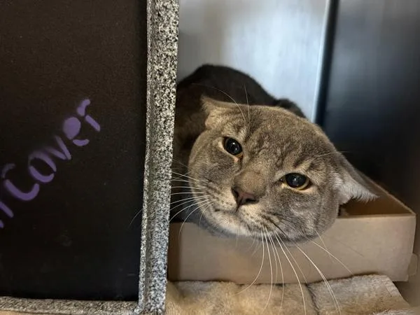 An adult medium-sized male Domestic Short Hair cat named Stormi for adoption in New York, NY