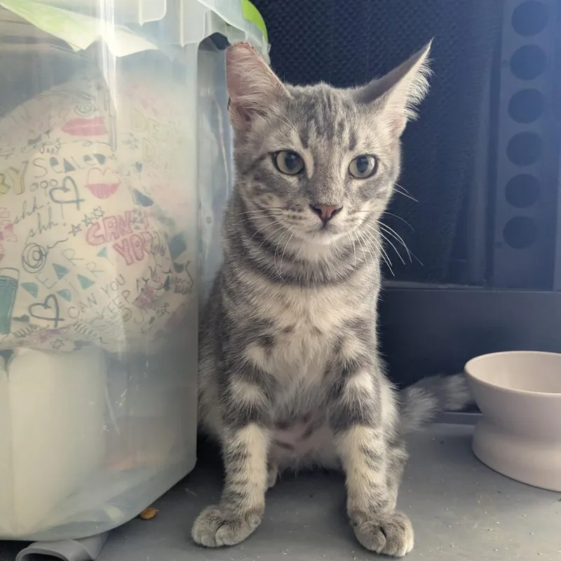 A baby small-sized male Gray / Blue / Silver Domestic Short Hair cat named Burlington for adoption in Long Beach, CA