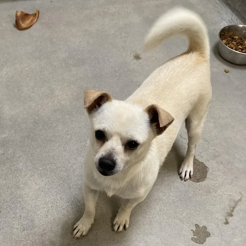 A senior small-sized male White / Cream Chihuahua dog named Buster for adoption in Hawthorne, CA