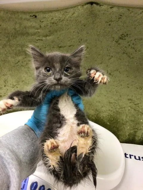A baby small-sized female Domestic Short Hair cat named Venus for adoption in Riverside, CA