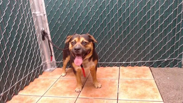 A young medium-sized male German Shepherd Dog dog named Ranger for adoption in Downey, CA