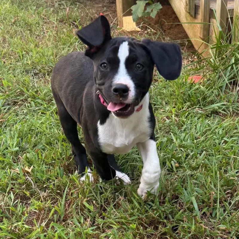A baby medium-sized female Mixed Breed dog named Roxy for adoption in Pasadena , MD