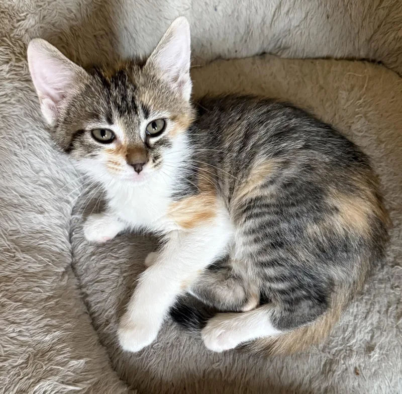 A baby medium-sized female Torbie Domestic Short Hair cat named Marigold for adoption in Bardstown, KY