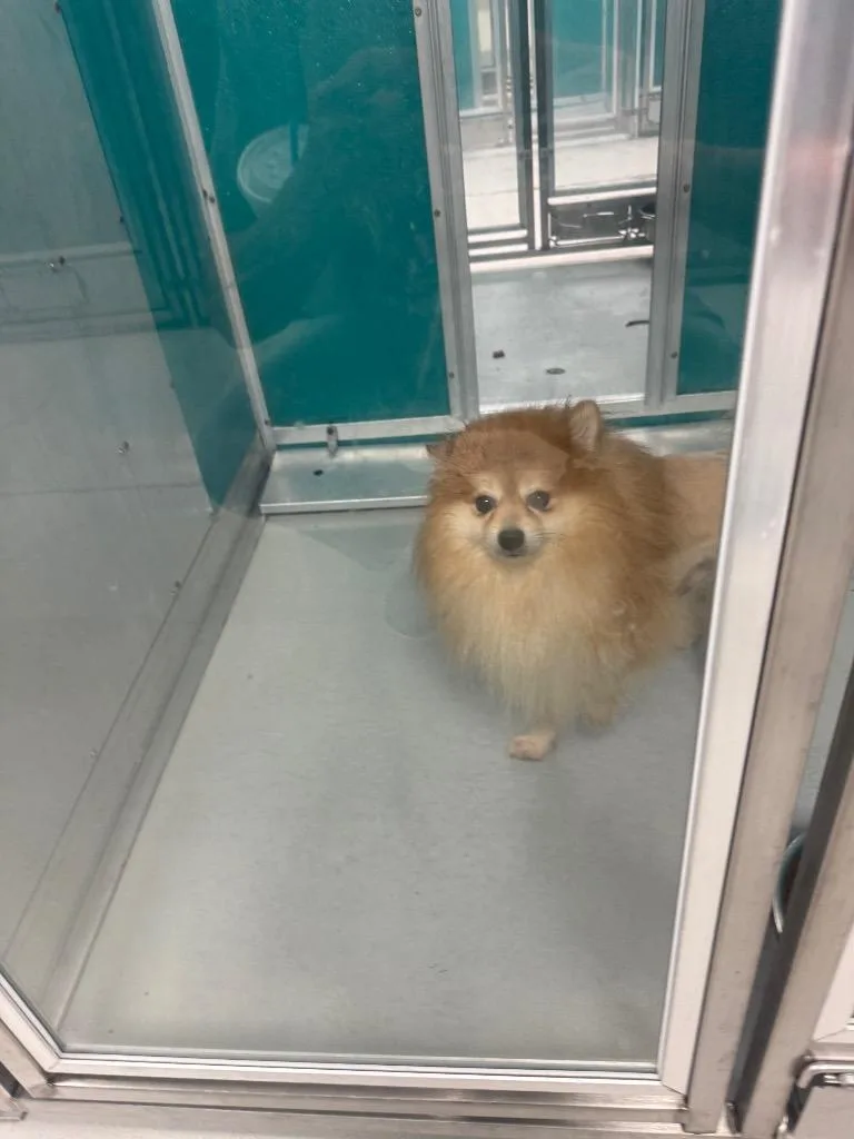 An adult small-sized male Pomeranian dog named Rusty for adoption in Mustang, OK