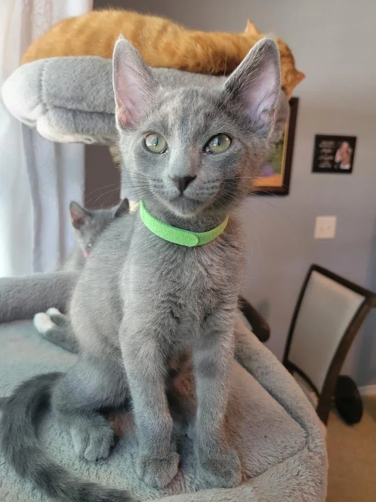 A baby small-sized male Russian Blue cat named Asher for adoption in Dallas, TX