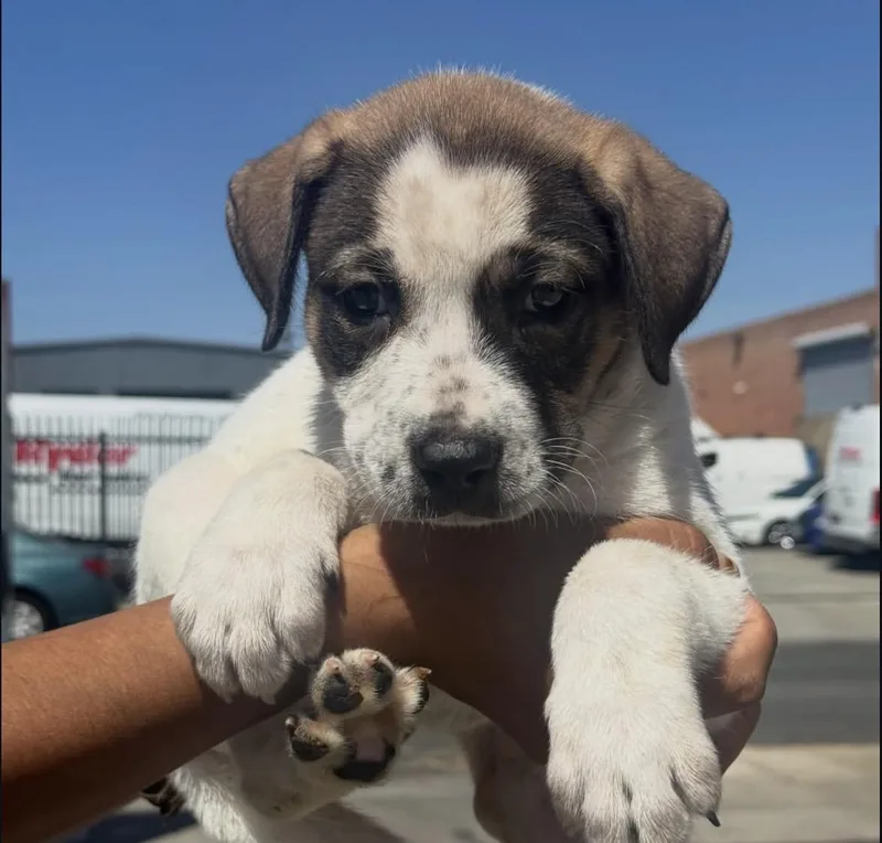 A baby large-sized female Shepherd dog named Miss Susie for adoption in Pasadena, CA