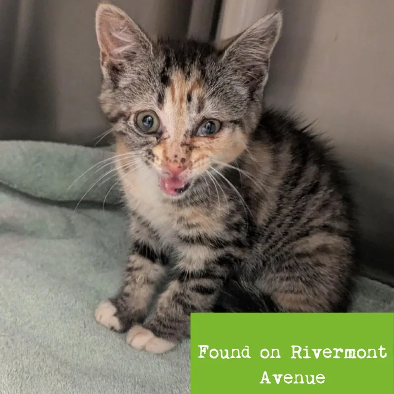 A baby small-sized female Calico Domestic Short Hair cat named Pinot Noir for adoption in Lynchburg, VA