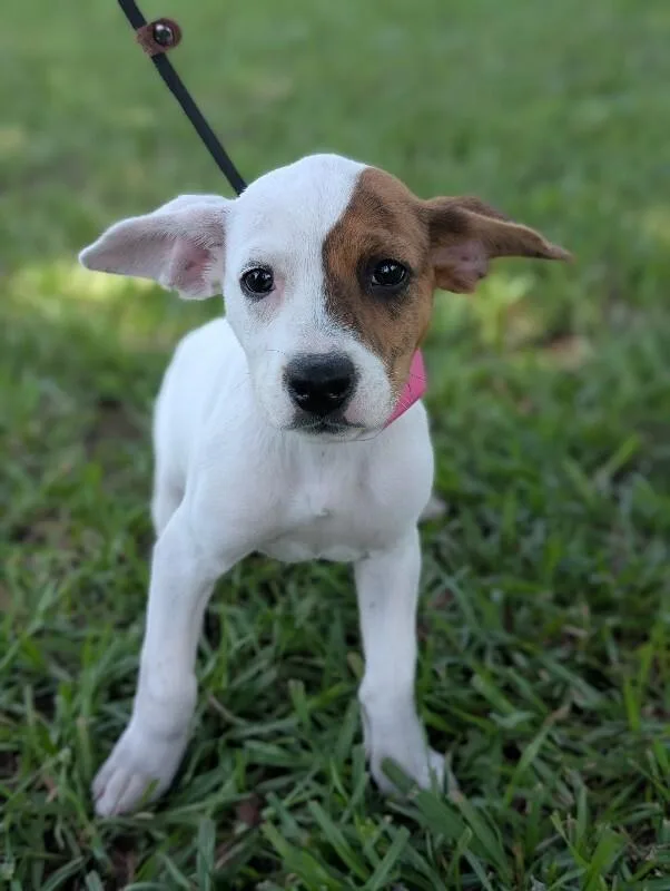 A baby small-sized female Tricolor (Brown, Black, & White) Boxer dog named Joan Crawford for adoption in Aiken, SC