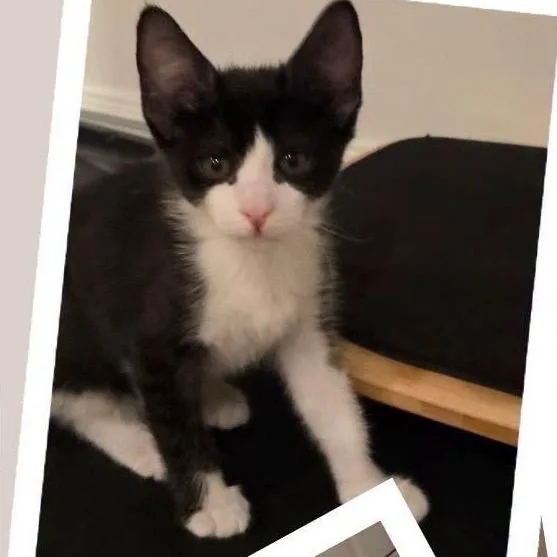 A baby small-sized male Black Domestic Short Hair cat named Cannon for adoption in Orangevale, CA