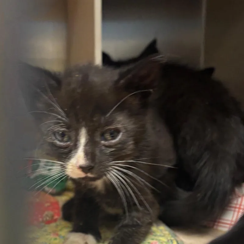 A baby small-sized male Black Domestic Short Hair cat named Fridgerick for adoption in Newark, NJ