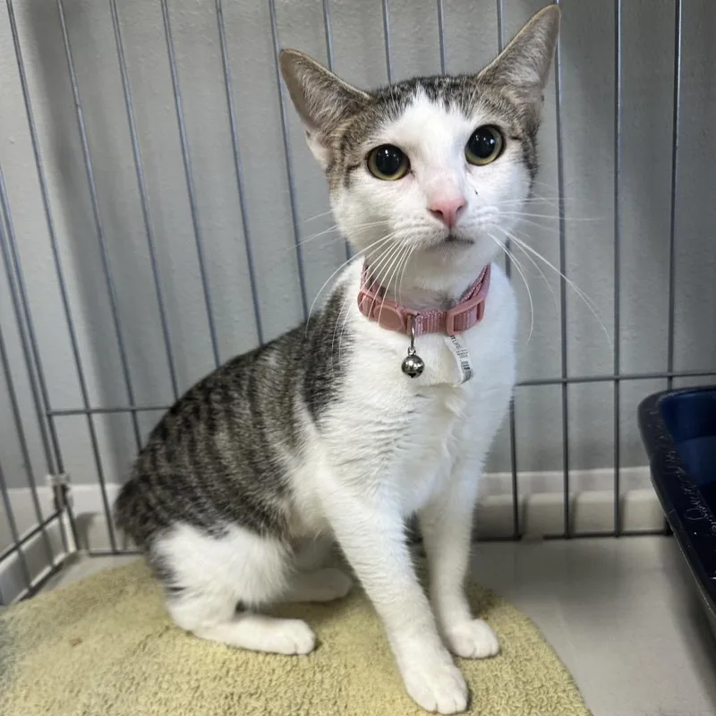 An adult medium-sized female Brown / Chocolate Domestic Short Hair cat named Delta LR for adoption in Union, MO