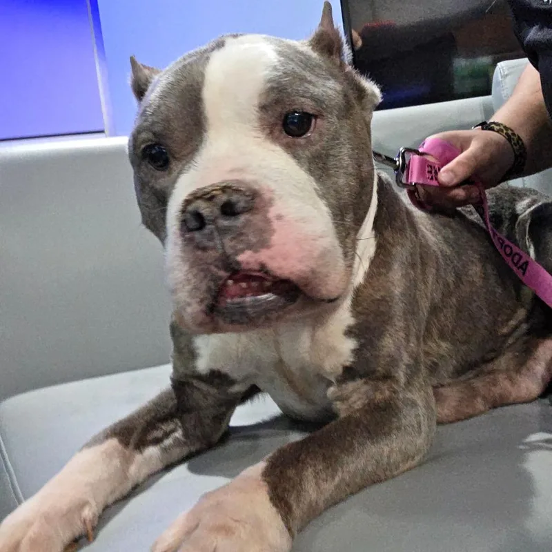A senior medium-sized female Gray / Blue / Silver Pit Bull Terrier dog named Marge for adoption in Bristol, IN
