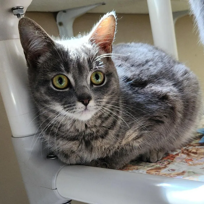 A young medium-sized female Gray / Blue / Silver American Shorthair cat named Sicily for adoption in Columbus, NC