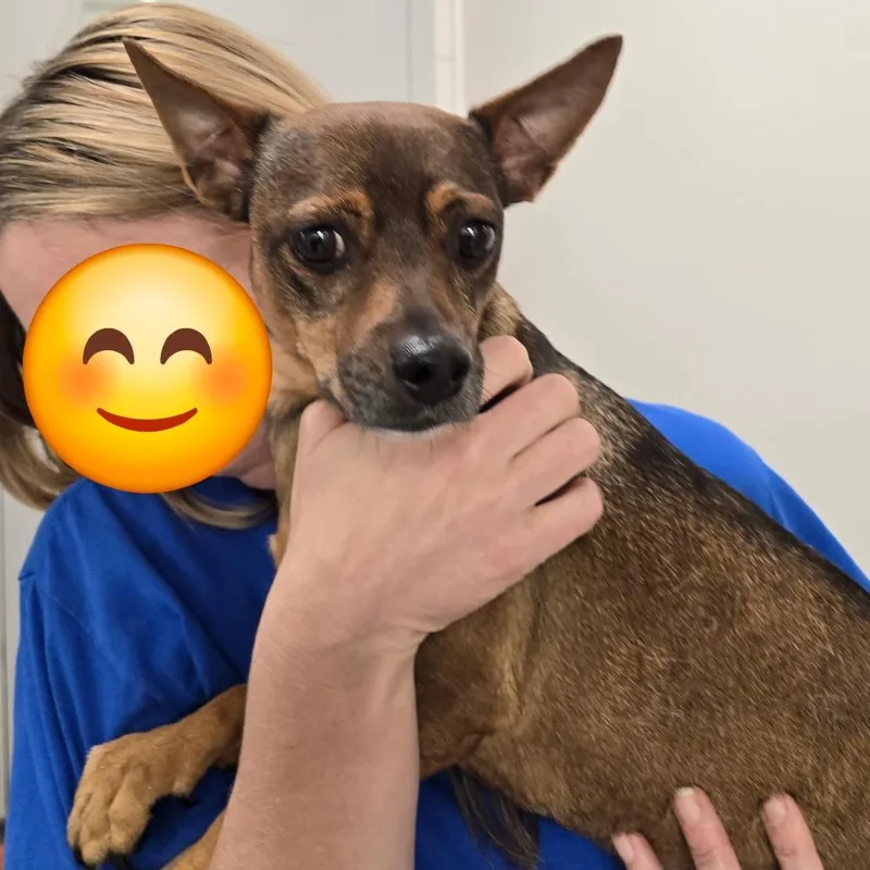 An adult small-sized male Chihuahua dog named Batty Bandito for adoption in New Orleans, LA