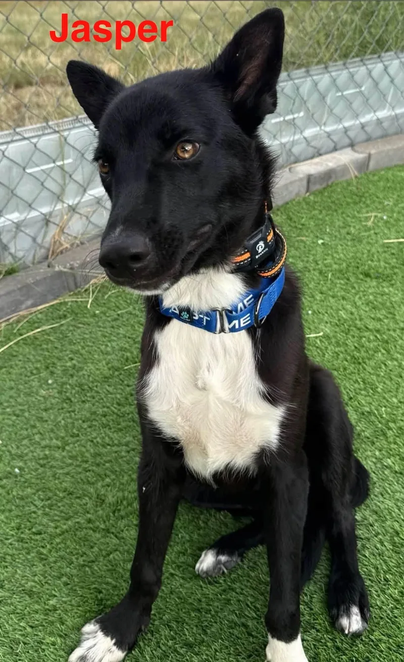 A young medium-sized male Border Collie dog named Jasper for adoption in Ulysses, KS