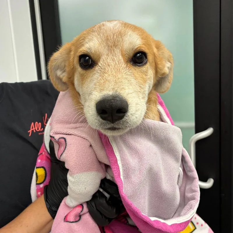 A baby medium-sized male Yellow / Tan / Blond / Fawn Retriever dog named Merlin for adoption in Abilene, TX