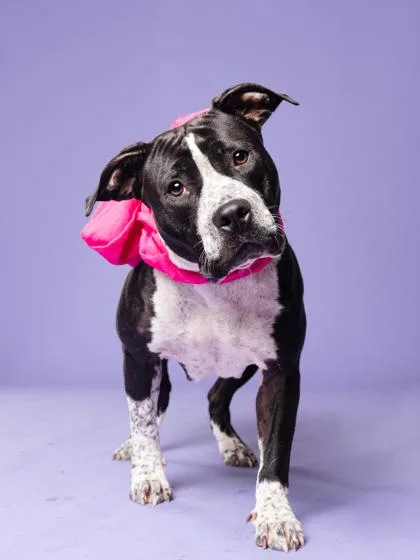 An adult medium-sized female Mixed Breed dog named Miasma for adoption in Atlanta, GA
