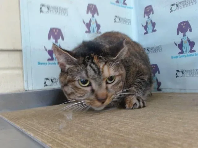 An adult small-sized male Domestic Short Hair cat named Lucky for adoption in Orlando, FL
