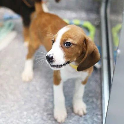 A baby small-sized male Red / Chestnut / Orange Hound dog named Bugles for adoption in Atlanta, GA