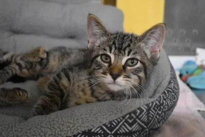 A young medium-sized male Domestic Short Hair cat named Powerbomb for adoption in Kansas City, MO